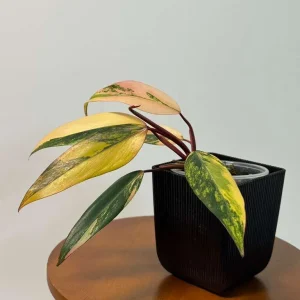 Philodendron Strawberry Shake Live Plant - Rare Pink Variegated Indoor Aroid - Image 2