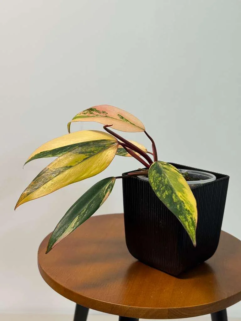 Philodendron Strawberry Shake Live Plant - Rare Pink Variegated Indoor Aroid - Image 2