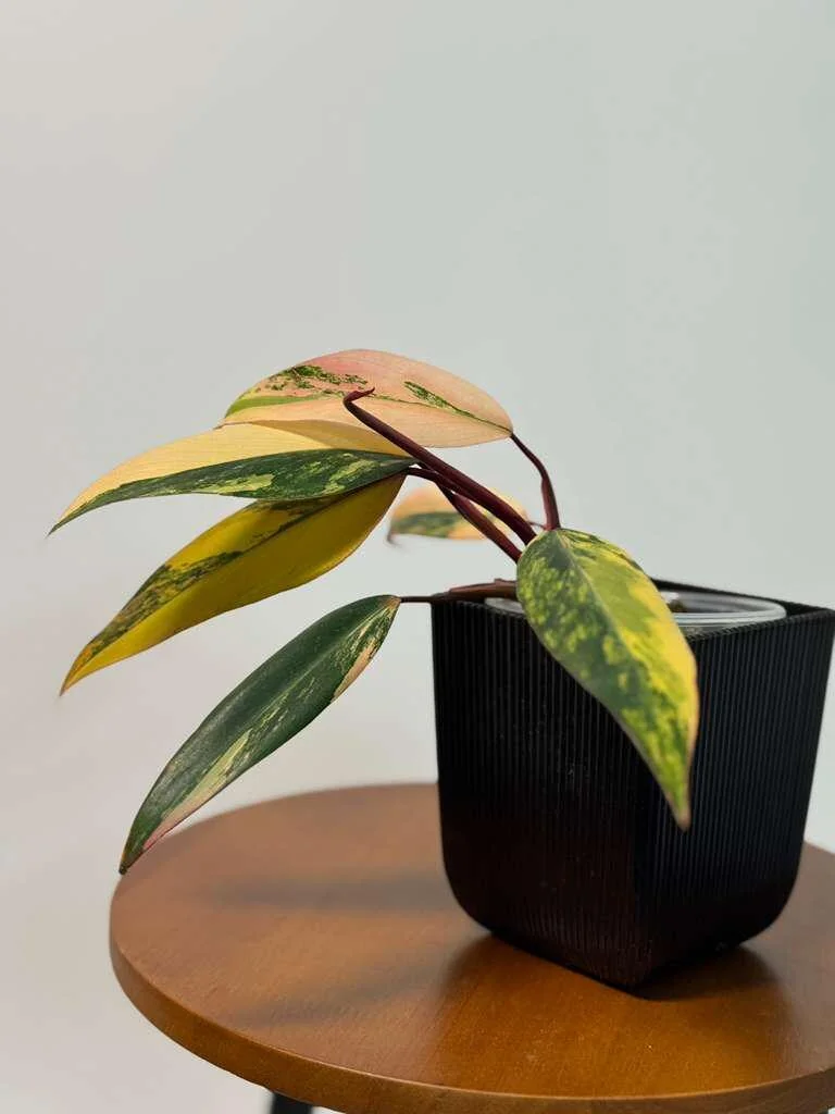 Philodendron Strawberry Shake Live Plant - Rare Pink Variegated Indoor Aroid - Image 3