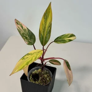 Philodendron Strawberry Shake Live Plant – Rare Pink Variegated Indoor Collector Plant - Image 4