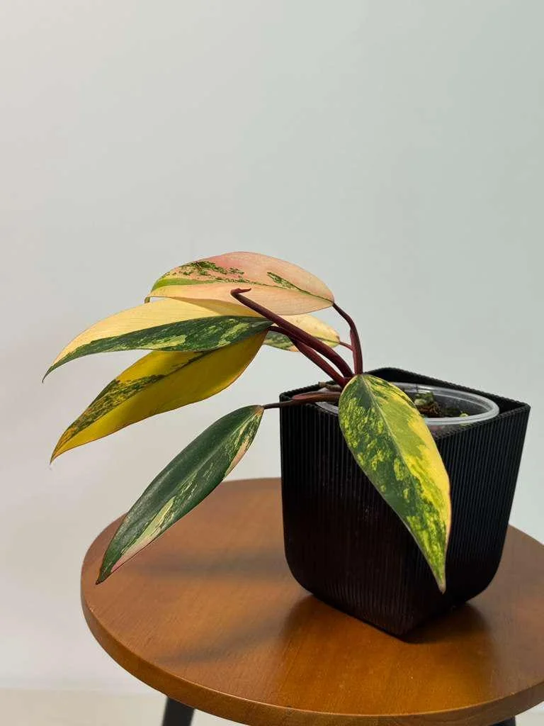 Philodendron Strawberry Shake Live Plant - Rare Pink Variegated Indoor Aroid - Image 4