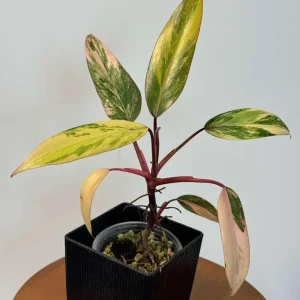 Philodendron Strawberry Shake Live Plant – Rare Pink Variegated Indoor Collector Plant - Image 5