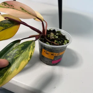 Philodendron Strawberry Shake Live Plant - Rare Pink Variegated Indoor Aroid - Image 6