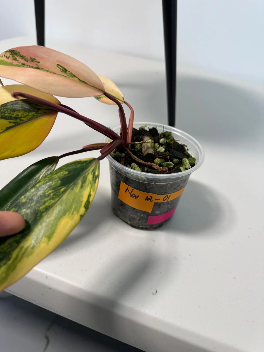 Philodendron Strawberry Shake Live Plant - Rare Pink Variegated Indoor Aroid - Image 6