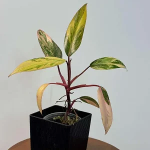 Philodendron Strawberry Shake Live Plant – Rare Pink Variegated Indoor Collector Plant - Image 6