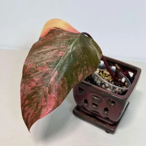 Philodendron Strawberry Shake Live Plant - Rare Variegated Indoor Collector Plant - Image 1