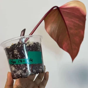 Philodendron Strawberry Shake Live Plant - Rare Variegated Indoor Collector Plant - Image 5