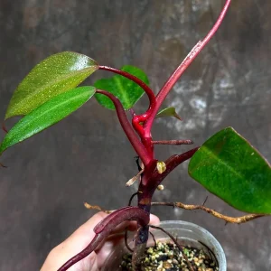 Philodendron Strawberry Shake Live Plant – Rare Variegated Indoor Houseplant - Image 5