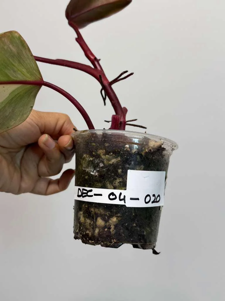 Philodendron Strawberry Shake Live Plant - Variegated Houseplant - Image 4