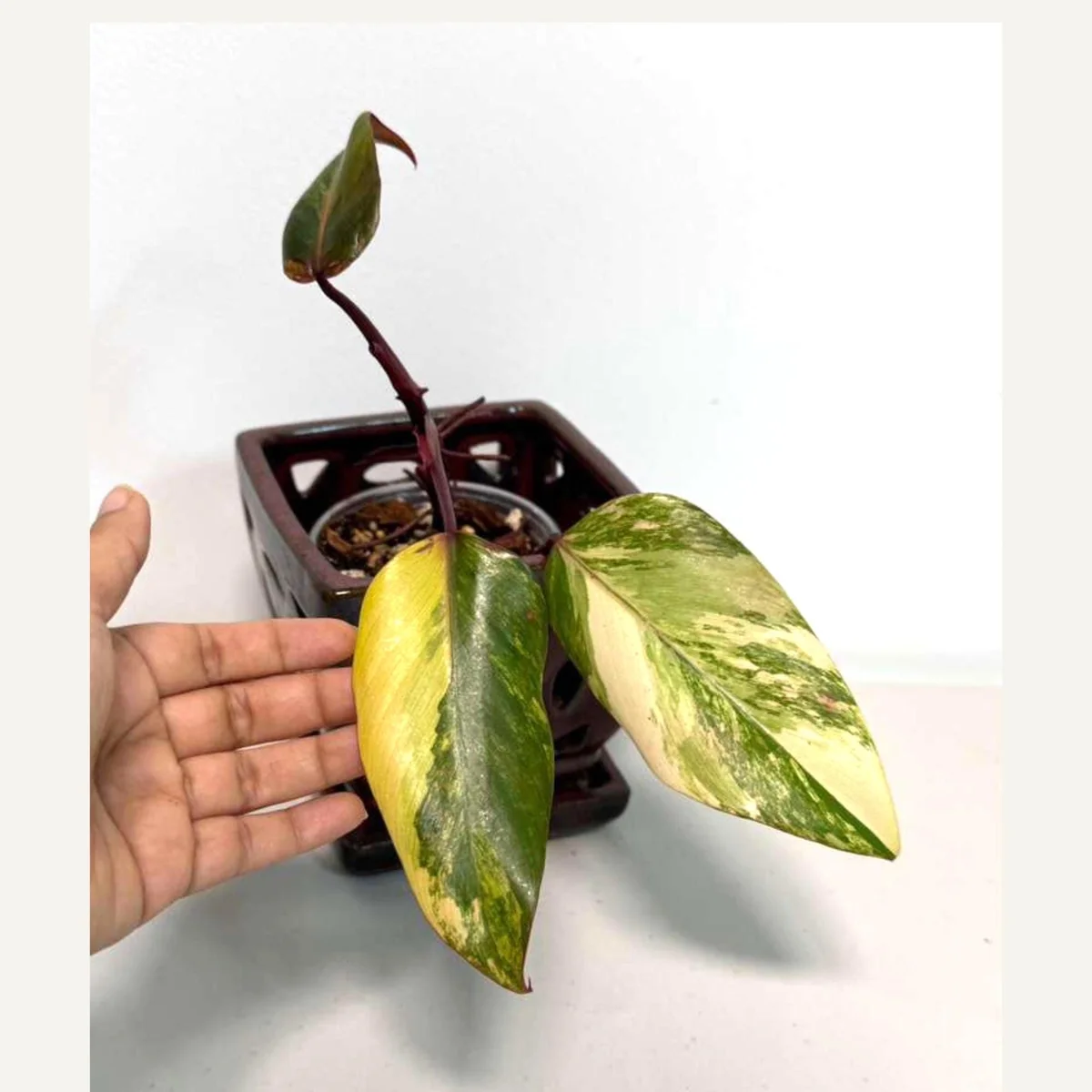 Philodendron Strawberry Shake Live Plant - Variegated Houseplant - Image 1