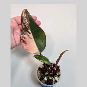 Philodendron Strawberry Shake Variegated Live Plant - Rare Pink Houseplant - Image 2