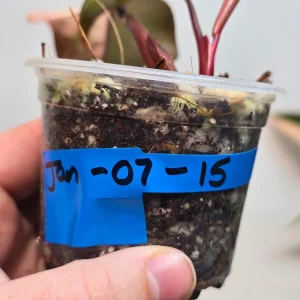 Philodendron Strawberry Shake Variegated Live Plant - Rare Pink Houseplant - Image 5