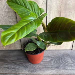 Philodendron Subhastatum Live Plant – 6 inch Pot – Rare Tropical Houseplant - Image 4