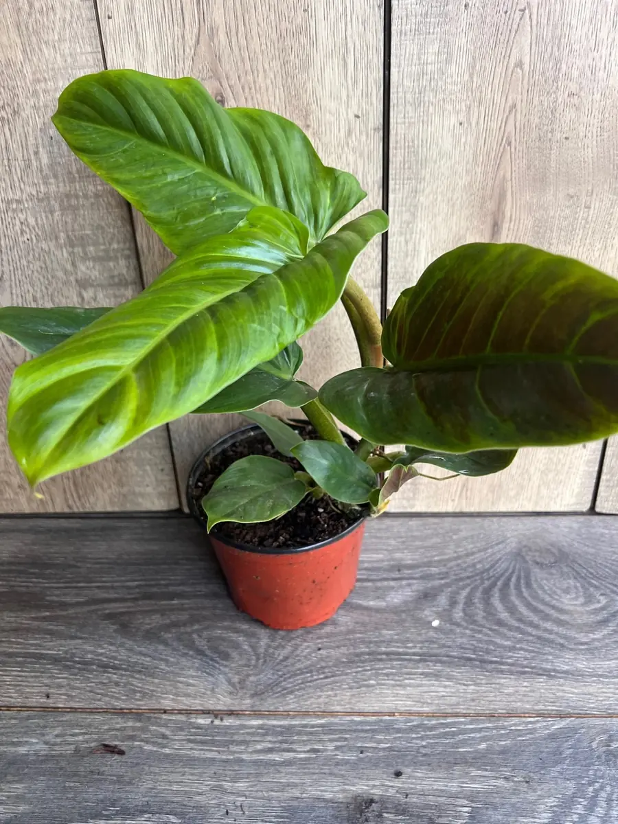 Philodendron Subhastatum Live Plant – 6 inch Pot – Rare Tropical Houseplant - Image 4