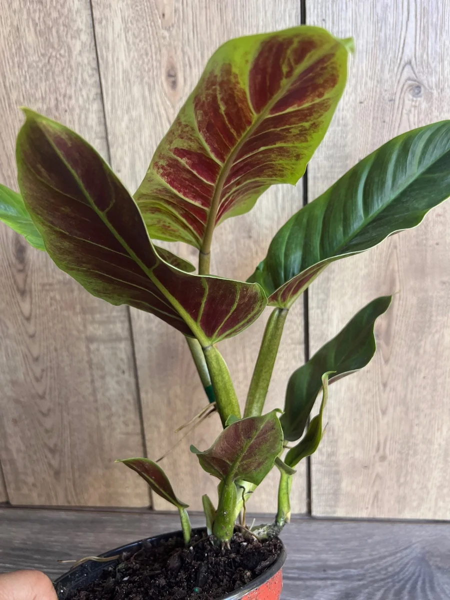 Philodendron Subhastatum Live Plant – 6 inch Pot – Rare Tropical Houseplant - Image 1