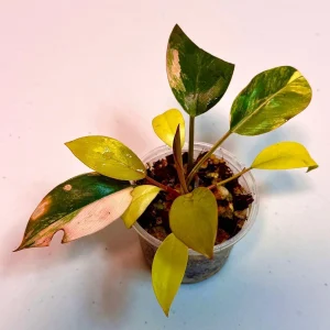 Philodendron Yellow Congo Variegated Live Plant - Rare Indoor Aroid - Image 1