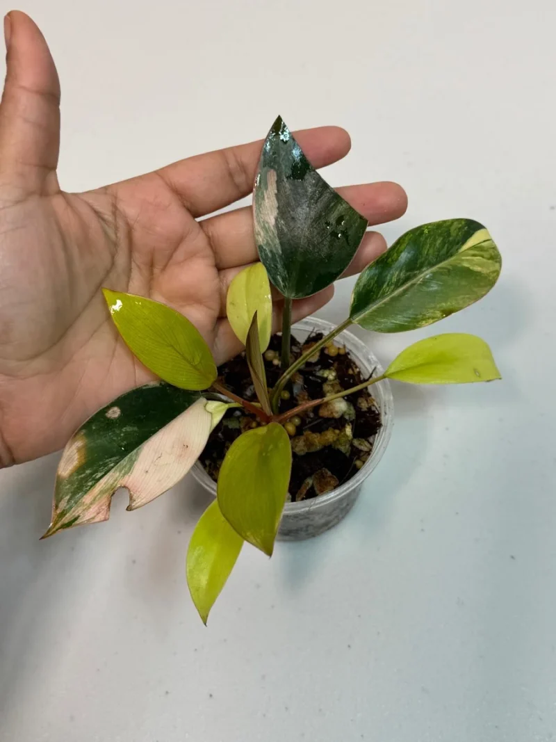 Philodendron Yellow Congo Variegated Live Plant - Rare Indoor