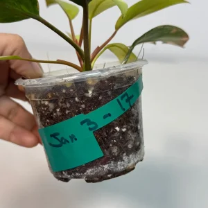 Philodendron Yellow Congo Variegated Live Plant - Rare Indoor Aroid - Image 4