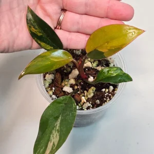 Philodendron Yellow Congo Variegated Live Plant - Rare Indoor Aroid - Image 4