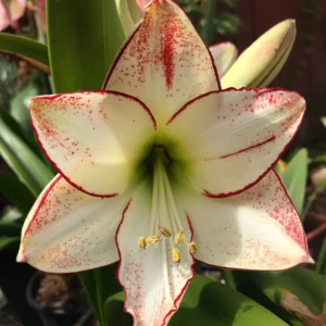 Picasso Amaryllis Bulb - Large Flowering Bulb for Indoor & Outdoor - Image 1