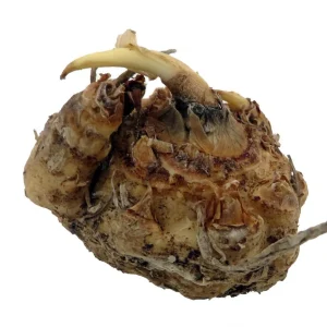 Picasso Calla Lily Bulb - Mint Green & Violet 14/16 cm - 1 Bulb - Image 2