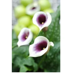 Picasso Calla Lily Bulb - Mint Green & Violet 14/16 cm - 1 Bulb - Image 1