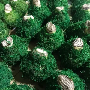 Picasso Waxed Amaryllis Bulb 32/34 – No-Care Indoor Flower Bulb - Image 3