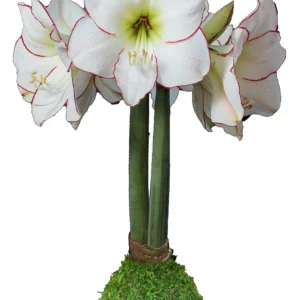 Picasso Waxed Amaryllis Bulb 32/34 – No-Care Indoor Flower Bulb - Image 1