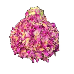 Picasso Waxed Amaryllis Bulb 34/38 - Rose Petal Style, No-Care Indoor Plant - Image 2