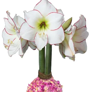 Picasso Waxed Amaryllis Bulb 34/38 - Rose Petal Style, No-Care Indoor Plant - Image 1