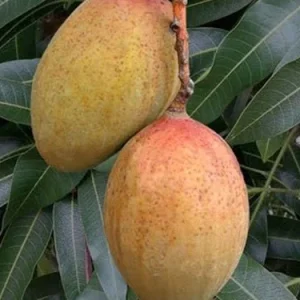 Pickering Mango Tree Live Plant – Grafted, 1 Ft Tall, Pot Grown – Tropical Fruit - Image 1