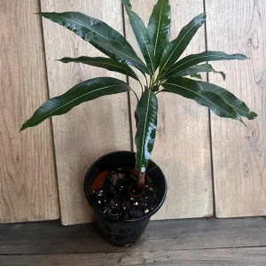 Pickering Mango Tree Live Plant – Grafted Dwarf Variety – 1/2 Gallon Pot - Image 4