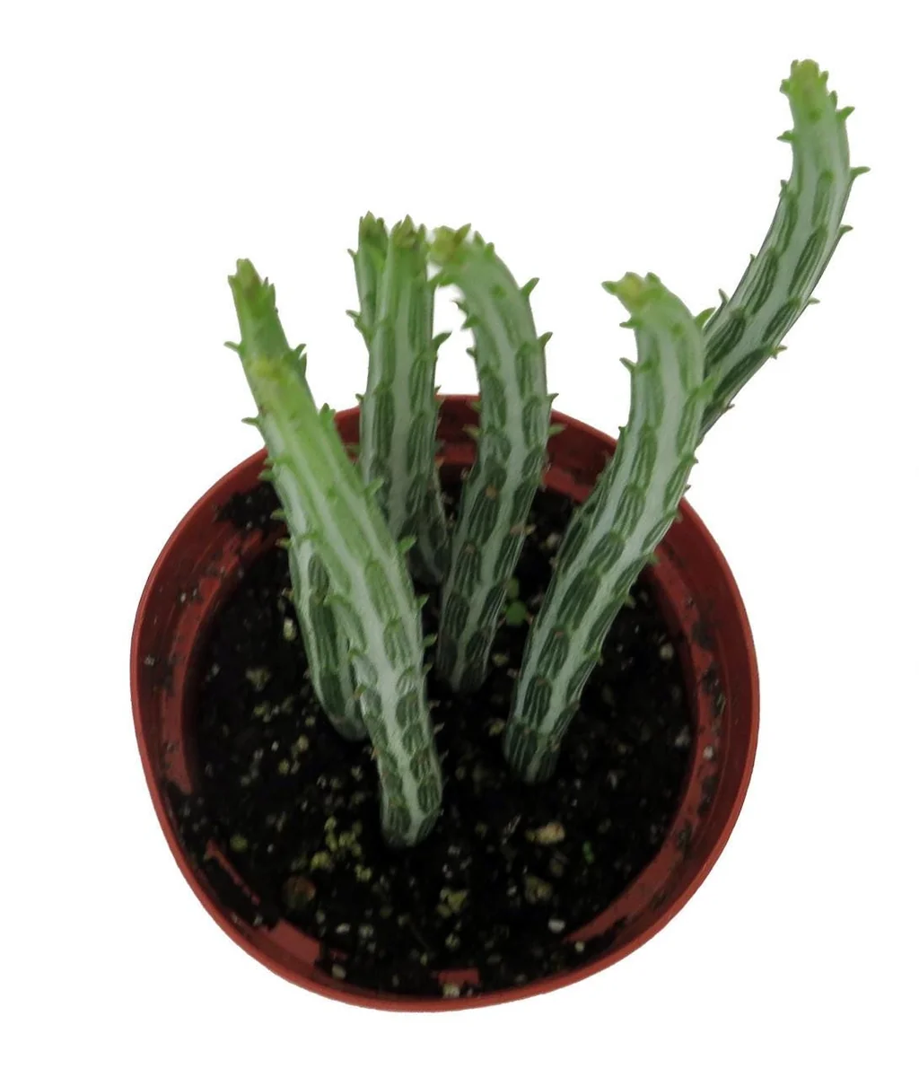 Pickle Plant Candy Stick Live Plant - Senecio stapelioformis - 4" Pot - Image 2