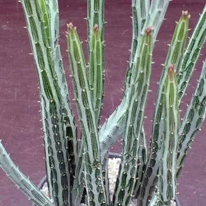 Pickle Plant Candy Stick Live Plant - Senecio stapelioformis - 4