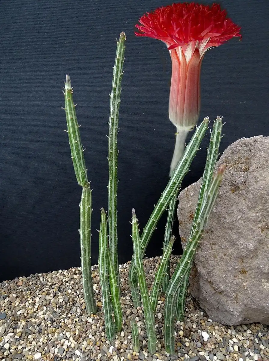 Pickle Plant Candy Stick Live Plant - Senecio stapelioformis - 4" Pot - Image 4
