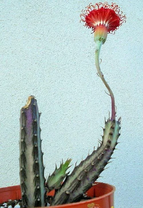 Pickle Plant Candy Stick Live Plant - Senecio stapelioformis - 4" Pot - Image 5