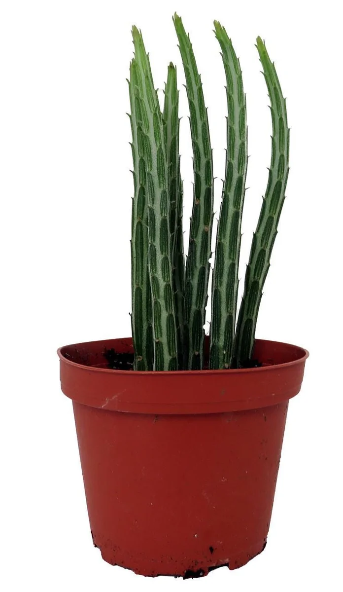 Pickle Plant Candy Stick Live Plant - Senecio stapelioformis - 4" Pot - Image 1