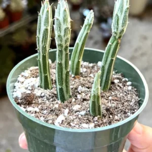 Pickle Plant Succulent - Kleinia Stapeliiformis Live Plant in 4'' Pot - Image 2