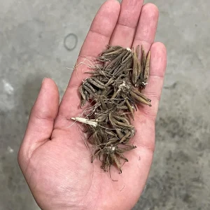 Picotee Pink Ranunculus Corms - Flower Bulbs for Vibrant Blooms - Image 4