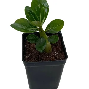 Picotee Pink White Adenium Live Plant - 2.5 inch Pot - Desert Rose Succulent - Image 2