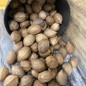 Pignut Hickory Nuts in Shell (Carya Tomentosa) - Wild Edible Nuts - Image 4