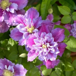 Piilu Clematis Vine Live Plant - Heaviest Blooming Clematis - 2.5 inch Pot - Image 1