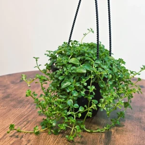 Pilea depressa Baby Tears Live Plant - 4" Hanging Basket - Indoor Succulent Houseplant - Image 2