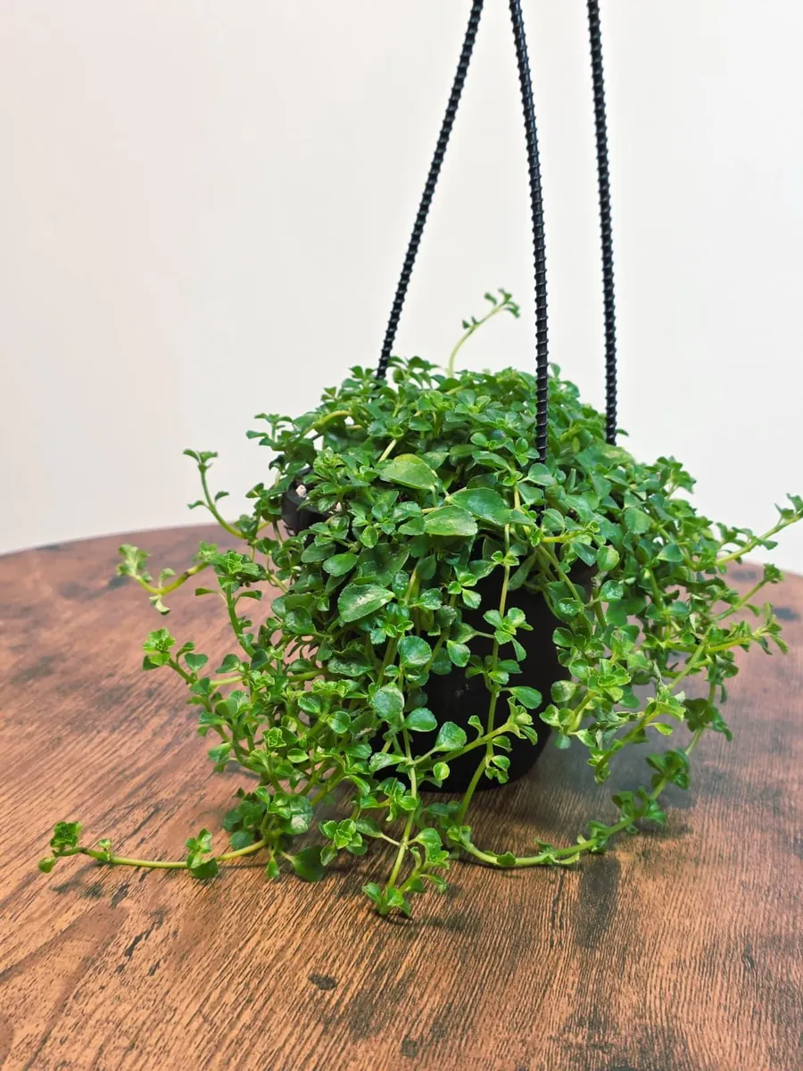 Pilea depressa Baby Tears Live Plant - 4" Hanging Basket - Indoor Succulent Houseplant - Image 2
