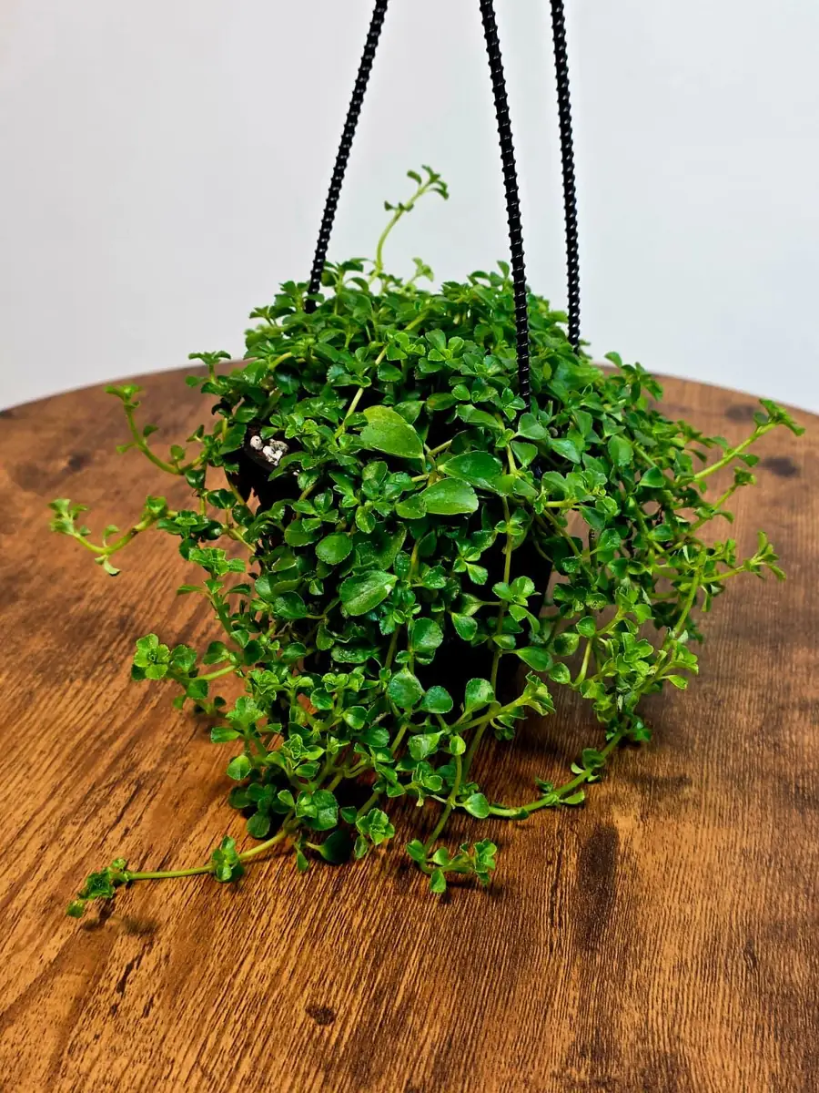 Pilea depressa Baby Tears Live Plant - 4" Hanging Basket - Indoor Succulent Houseplant - Image 3