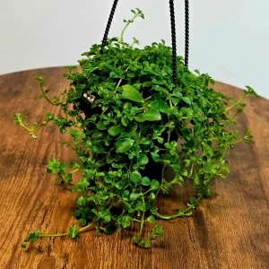 Pilea depressa Baby Tears Live Plant - 4" Hanging Basket - Indoor Succulent Houseplant - Image 1