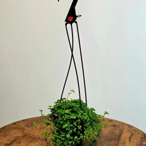 Pilea depressa Baby Tears Live Plant - 4