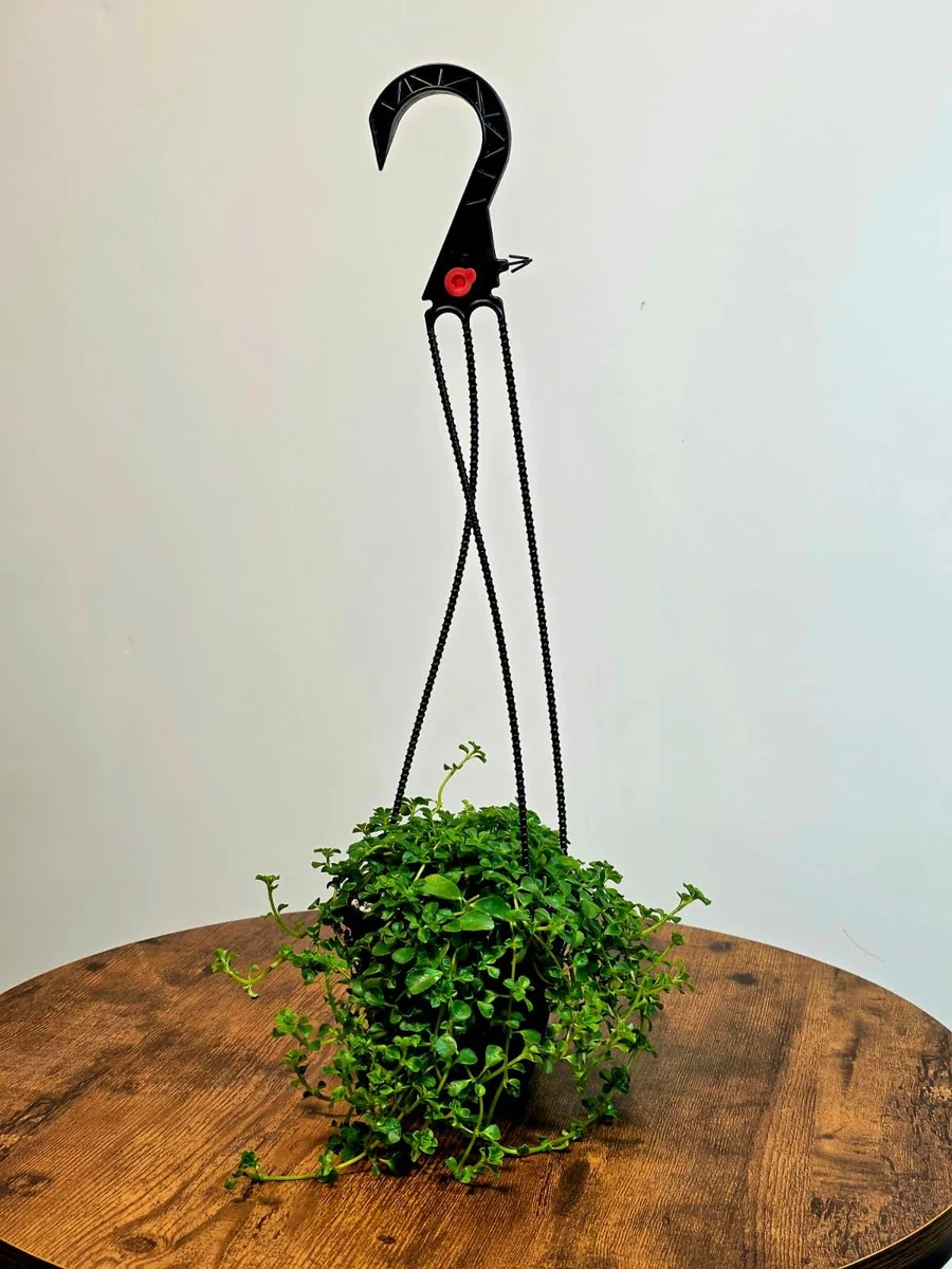 Pilea depressa Baby Tears Live Plant - 4" Hanging Basket - Indoor Succulent Houseplant - Image 4
