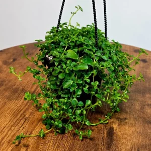 Pilea Depressa 'Baby Tears' Live Plant – 4