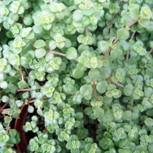 Pilea depressa Live Plant – Baby Tears – Tiny Tears – 2.5 inch Pot – Indoor - Image 3